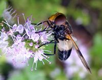 Volucella pellucens. Cliquer pour agrandir l'image.