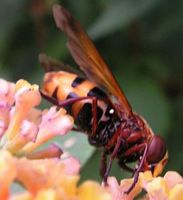 Volucelle zonée. Sur buddleia. Cliquer pour agrandir l'image.