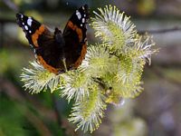 Vulcain. Butinant des fleurs de saule. Cliquer pour agrandir l'image.