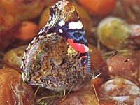 Vulcain. Sur des mirabelles. Cliquer pour agrandir l'image.
