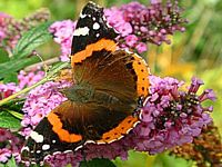 Vulcain. Sur une fleur. Cliquer pour agrandir l'image.