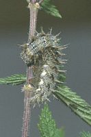 Vulcain. Chenille sur une ortie dioique. Cliquer pour agrandir l'image.