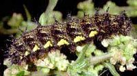 Vulcain. Chenille. Cliquer pour agrandir l'image.