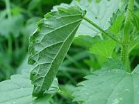 Vulcain. La chenille s'enroulant dans une feuille d'ortie. Cliquer pour agrandir l'image.