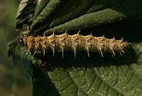 Vulcain. Chenille. Cliquer pour agrandir l'image.