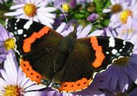 Vulcain. Sur aster. Cliquer pour agrandir l'image.