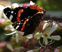 Vulcain. Sur clerodendron, Chamalières. Cliquer pour agrandir l'image.