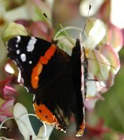 Vulcain. Sur clerodendron, Chamalières. Cliquer pour agrandir l'image.