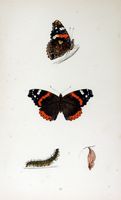 Vulcain. Planche d'identification Morris. Cliquer pour agrandir l'image.