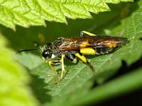 Xylota sylvarum. Allagnat. Cliquer pour agrandir l'image.