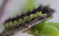 Zygène de l'amandier. Chenille. Cliquer pour agrandir l'image.