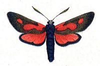 Zygène du trèfle. Planche d'identification Huebner. Cliquer pour agrandir l'image.