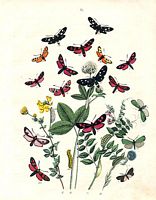 Zygenidés. Planche. Cliquer pour agrandir l'image.