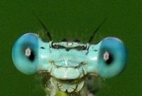 Zygopteres. Yeux. Cliquer pour agrandir l'image.