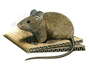 Souris grise. Dessin.