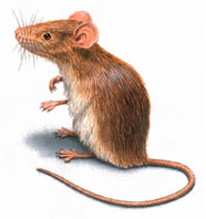 Souris grise. Dessin.