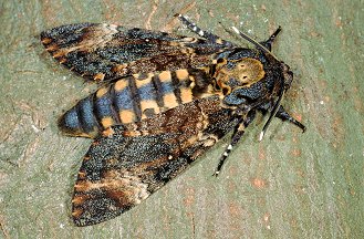 Le Sphinx T te de mort Acherontia Atropos Le Sphinx T te de mort Acherontia Atropos