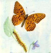 Tabac d'Espagne. Aquarelle.