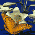 Image.