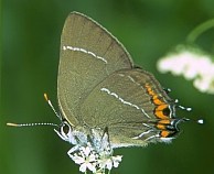 Thécla de l'orme.