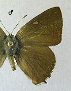Thécla de l'orme. Mâle dessus.