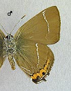 Thécla de l'orme. Mâle dessous.