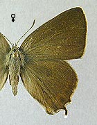 Thécla de l'orme. Femelle dessus.
