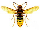 Frelon