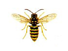 Guêpe saxonne
