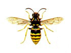 Guêpe des bois