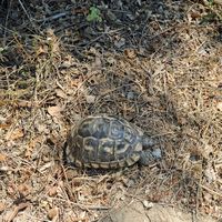 La flore et la faune de l'Anatolie. Tortue grecque (Testudo graeca) à Kaunos. Cliquer pour agrandir l'image dans Adobe Stock (nouvel onglet).