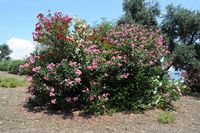 La ville de Dalyan en Anatolie. Laurier rose à Çandir. Cliquer pour agrandir l'image dans Adobe Stock (nouvel onglet).
