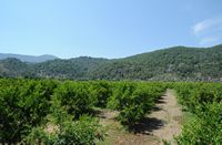 La ville de Dalyan en Anatolie. Verger de grenadiers à Çandir. Cliquer pour agrandir l'image dans Adobe Stock (nouvel onglet).