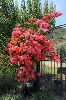 La ville de Dalyan en Anatolie. Bougainvillée à Çandir. Cliquer pour agrandir l'image dans Adobe Stock (nouvel onglet).