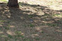 La flore et la faune de l'Anatolie. Geai des chênes (Garrulus glandarius). Cliquer pour agrandir l'image.
