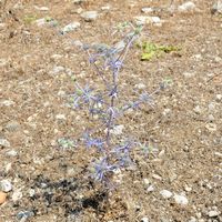 La flore et la faune de l'Anatolie. Chardon bleu à Kaunos (à identifier). Cliquer pour agrandir l'image.