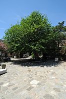 Le musée d'archéologie sous-marine de Bodrum en Anatolie. Mûrier noir près de la chapelle. Cliquer pour agrandir l'image.