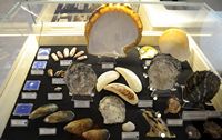 Le musée maritime de Bodrum en Anatolie. Collection de coquillages. Cliquer pour agrandir l'image.