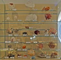 Le musée maritime de Bodrum en Anatolie. Collection de coquillages. Cliquer pour agrandir l'image.