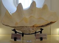 Le musée maritime de Bodrum en Anatolie. Collection de coquillages. Cliquer pour agrandir l'image.