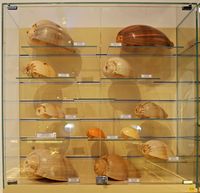 Le musée maritime de Bodrum en Anatolie. Collection de coquillages. Cliquer pour agrandir l'image.