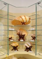 Le musée maritime de Bodrum en Anatolie. Collection de coquillages. Cliquer pour agrandir l'image.