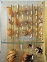 Le musée maritime de Bodrum en Anatolie. Collection de coquillages. Cliquer pour agrandir l'image.