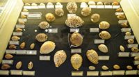 Le musée maritime de Bodrum en Anatolie. Collection de coquillages. Cliquer pour agrandir l'image.