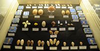 Le musée maritime de Bodrum en Anatolie. Collection de coquillages. Cliquer pour agrandir l'image.