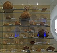 Le musée maritime de Bodrum en Anatolie. Collection de coquillages. Cliquer pour agrandir l'image.