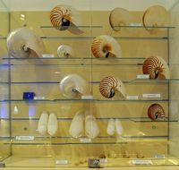 Le musée maritime de Bodrum en Anatolie. Collection de coquillages. Cliquer pour agrandir l'image.