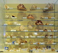 Le musée maritime de Bodrum en Anatolie. Collection de coquillages. Cliquer pour agrandir l'image.