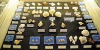Le musée maritime de Bodrum en Anatolie. Collection de coquillages. Cliquer pour agrandir l'image.