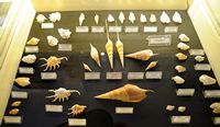 Le musée maritime de Bodrum en Anatolie. Collection de coquillages. Cliquer pour agrandir l'image.